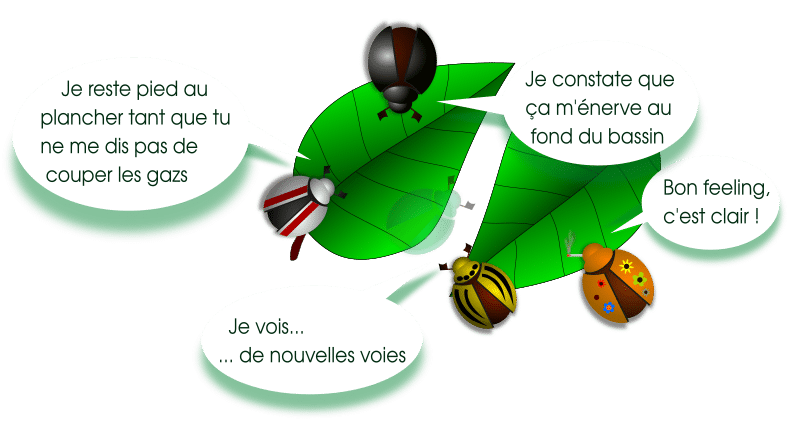 3 scarabées accueillent l'information